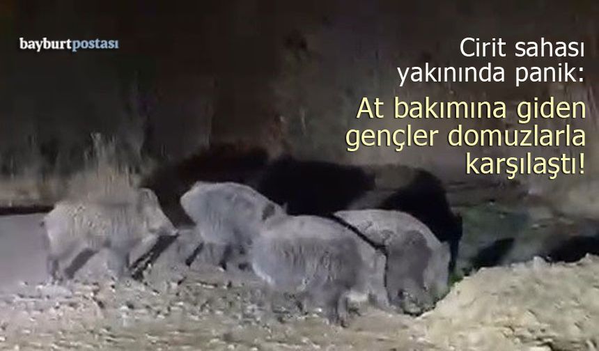 Cirit sahası yakınında heyecanlı anlar: At bakımına giden gençler domuzlarla karşılaştı!