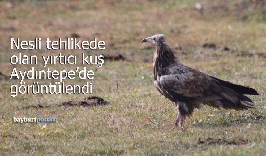 Nesli tehlikede olan 'Mısır Akbabası' Aydıntepe'de görüntülendi