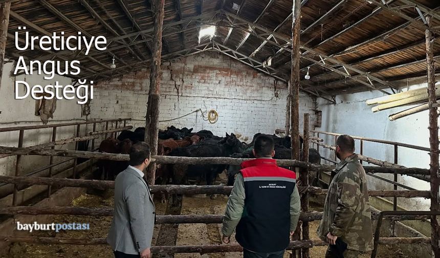 Bayburt'ta Kırsala Bereket Geldi: Üreticiye İthal Angus Düve Desteği