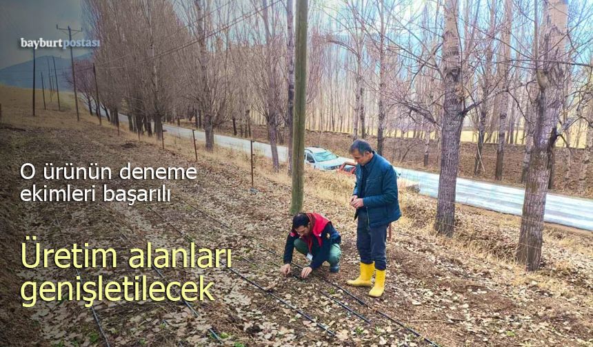 Bayburt'ta salep deneme ekimleri başarılı oldu, üretim alanları genişleyecek