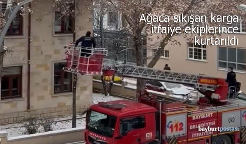 Bayburt'ta Ağaca Sıkışan Karga İtfaiye Ekiplerince Kurtarıldı