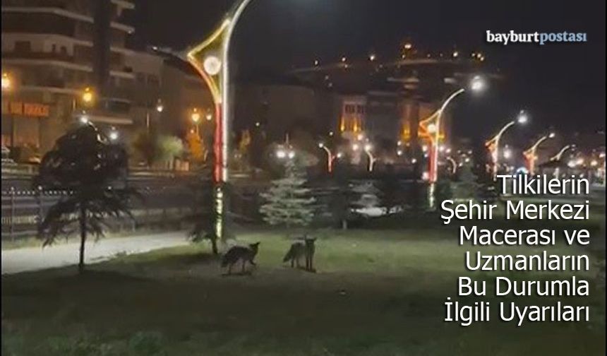 Bayburt'ta Tilkilerin Şehir Merkezi Macerası ve Uzman Uyarısı