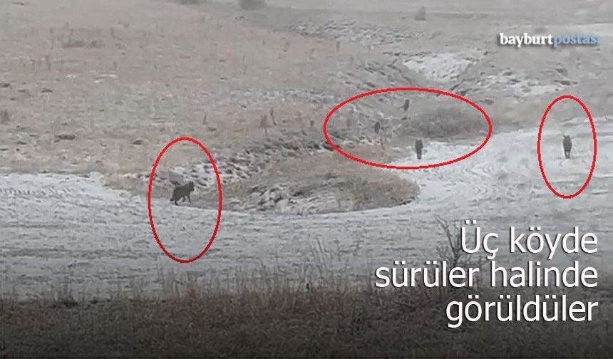 Bayburt'un Üç Köyünde Kurt Hareketliliği: Sürüler Halinde Görüldüler