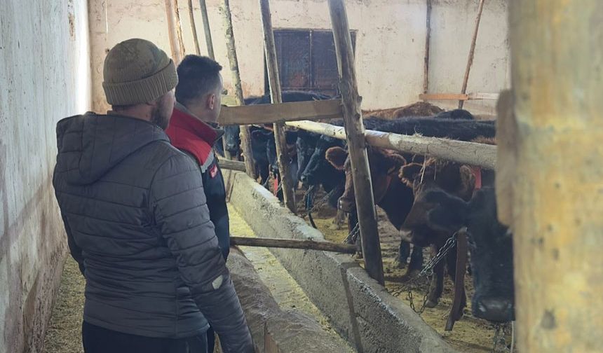 Aydıntepe’de Düve Teslimatı