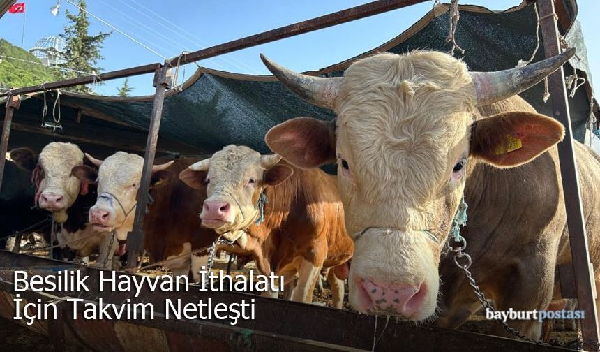 Bayburt'ta 2026 Yılı Besilik Hayvan İthalatı Başvuruları Başlıyor