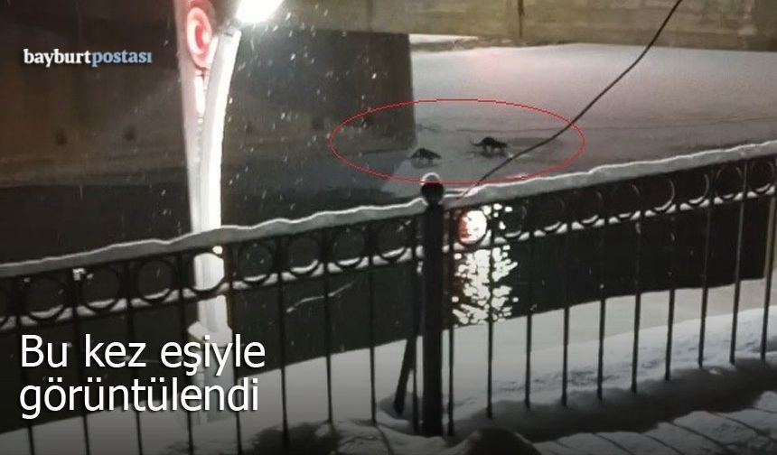 Arpalı'da Su Samuru Çifti Görüntülendi