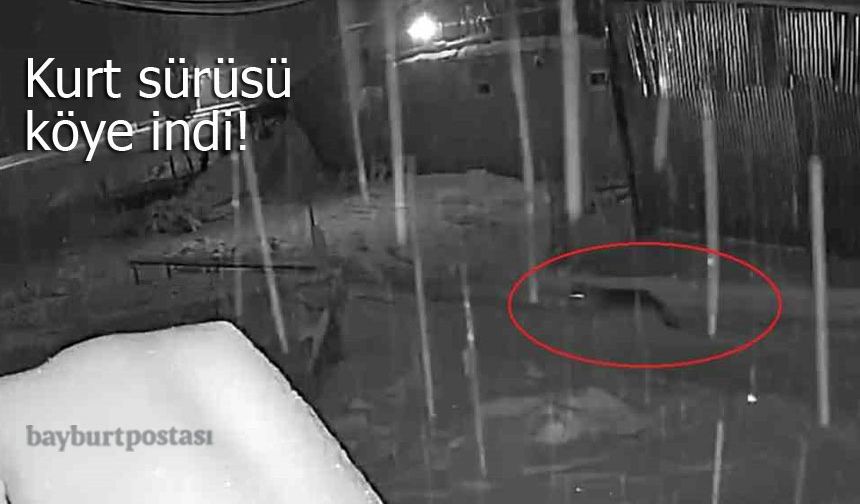 Bayburt’ta Aç Kalan Kurt Sürüsü Köye İndi: O Anlar Kamerada