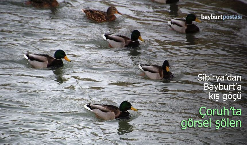 Sibirya’dan Bayburt’a Kış Göçü: Çoruh Nehri’nde Görsel Şölen