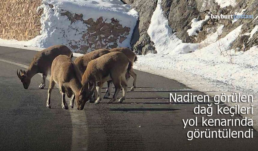 Vauk Dağı’nda Görsel Şölen: Nadir Görülen Dağ Keçileri Yol Kenarına İndi