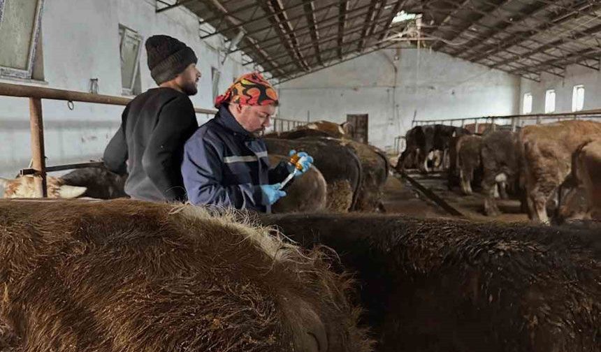 Aydıntepe’de şap aşılama ve küpeleme çalışmaları sürüyor
