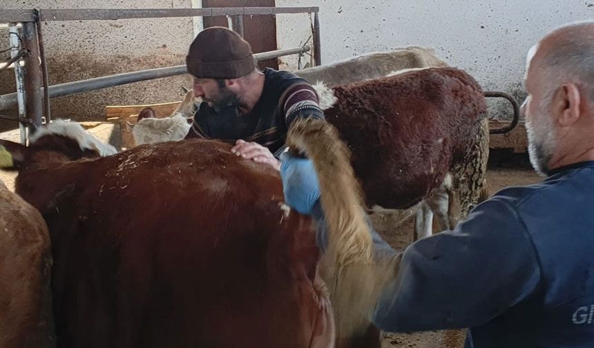 Aydıntepe’de Şap Hastalığına Karşı Sıkı Takip