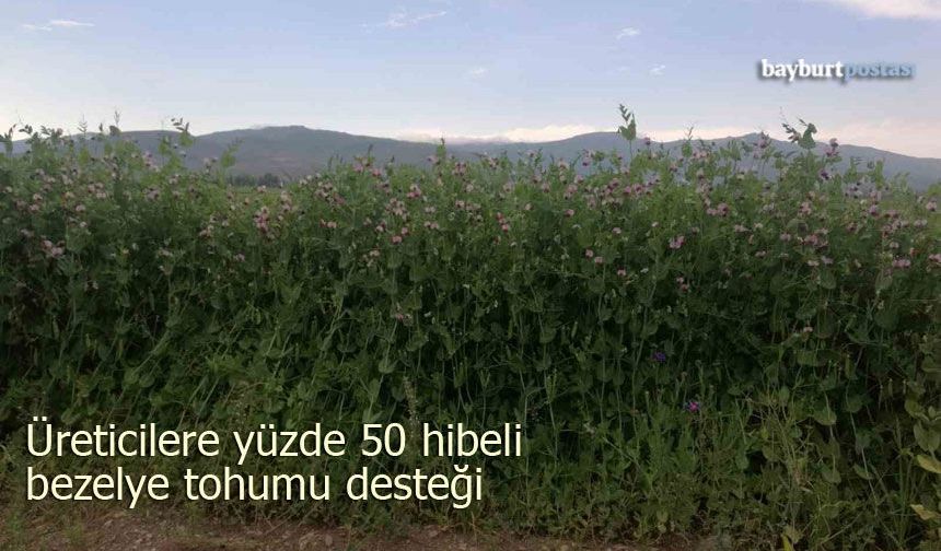 Bayburt’ta yüzde 50 hibeli bezelye tohumu desteği
