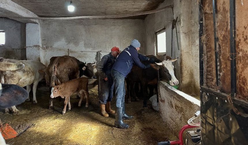 Bayburt'ta şap aşılama kampanyası 5 köyde devam etti