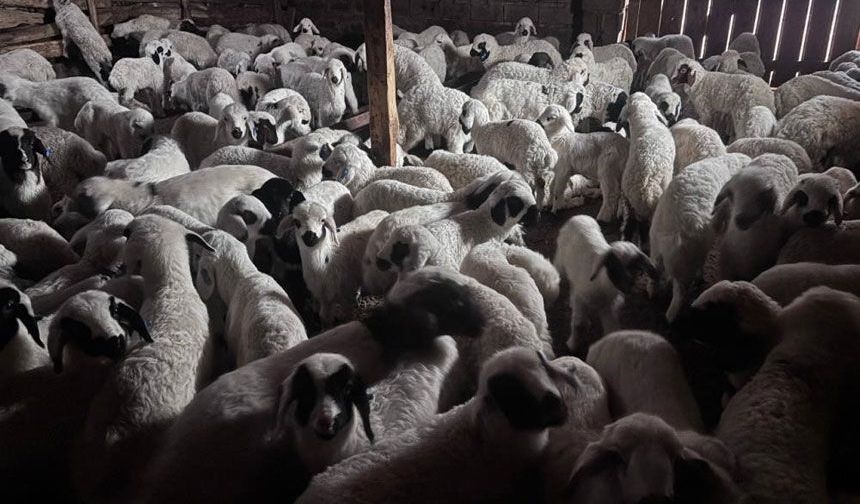 Bayburt’ta buzağı, malak, kuzu ve oğlak desteği başvuruları başlıyor