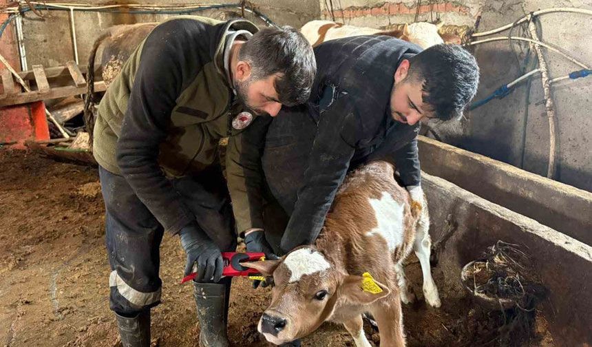 Bayburt'ta şap, brusella aşılamaları ve küpeleme çalışmaları sürüyor
