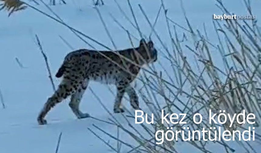 Aç Kalan Vaşak Sırakayalar'a İndi: O Anlar Fotoğraflandı