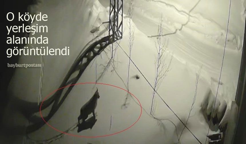 Vaşak, Bayburt'un o köyünde yerleşim alanına indi