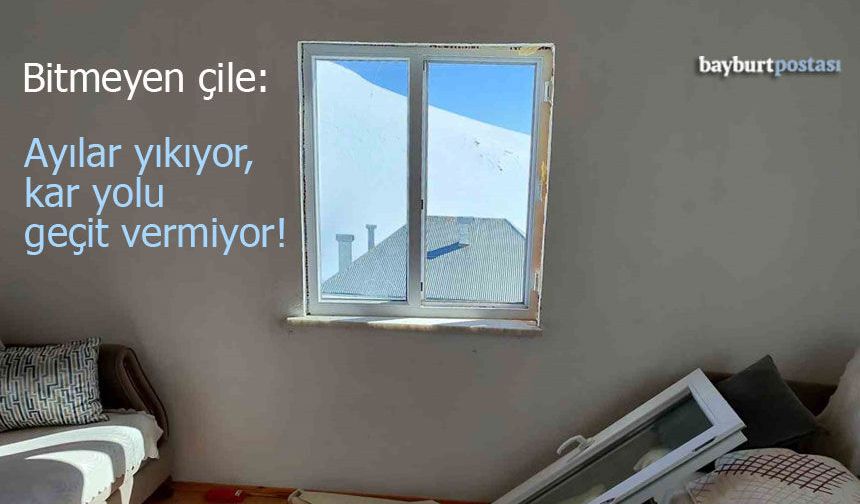 Sarıçiçek Yaylası'nda Korku Dolu Anlar: Ayılar Evlere Girdi, Köylüler Yol Bekliyor