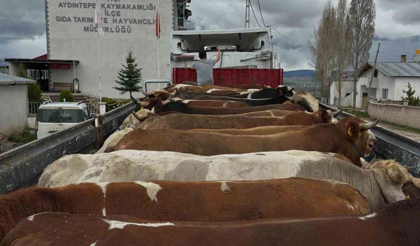 Aydıntepe’de Kurban Bayramı öncesi hayvan nakilleri denetleniyor