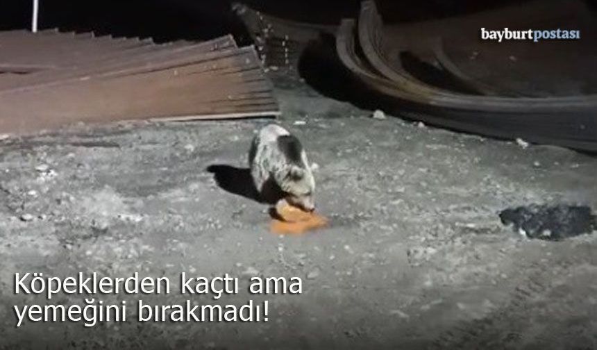 Bayburt’ta Ayı ve Köpeklerin "Yemek" Mücadelesi Görüntülendi