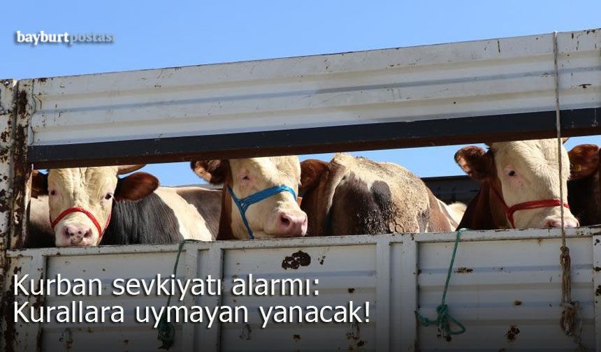 Bayburt’ta Kurban Sevkiyatı Alarmı: Kurallara Uymayan Yanacak!