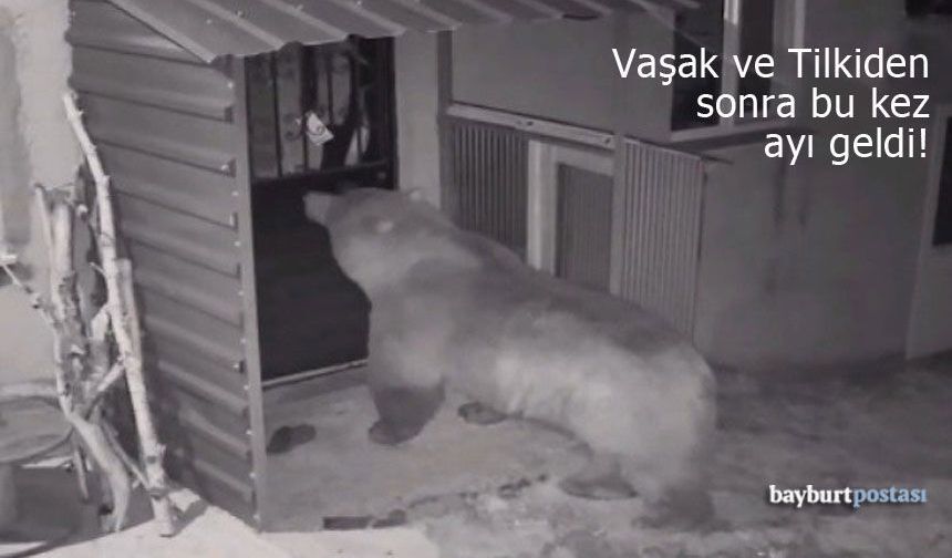 Bayburt'ta Yaban Hayatı Alarmı: Vaşak ve Tilkiden Sonra Bu Kez Ayı Geldi!