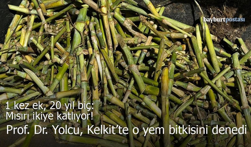 Bayburtlu Akademisyenden Kelkit’te Bir İlk: Fil Otu Toprakla Buluştu