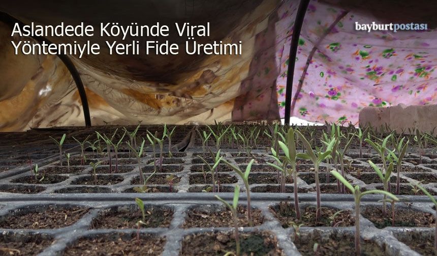 Aslandede Köyünde Viyol Yöntemiyle Yerli Fide Üretimi
