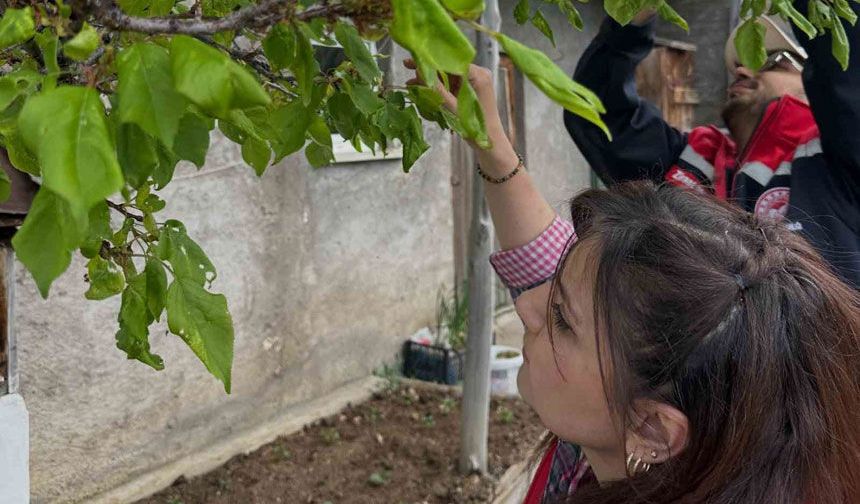 Aydıntepe’deki meyve bahçelerinde hastalık ve zararlı kontrolü yapıldı