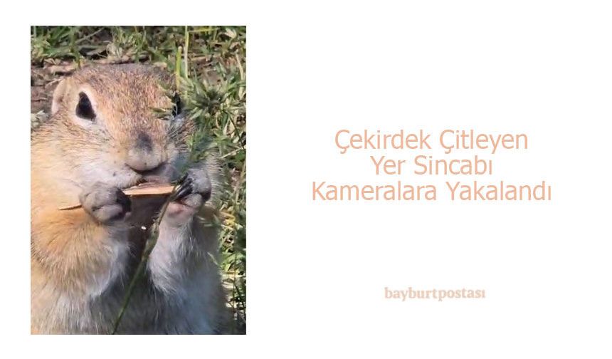 Bayburt'ta Çekirdek Çitleyen Yer Sincabı Kameralara Yakalandı