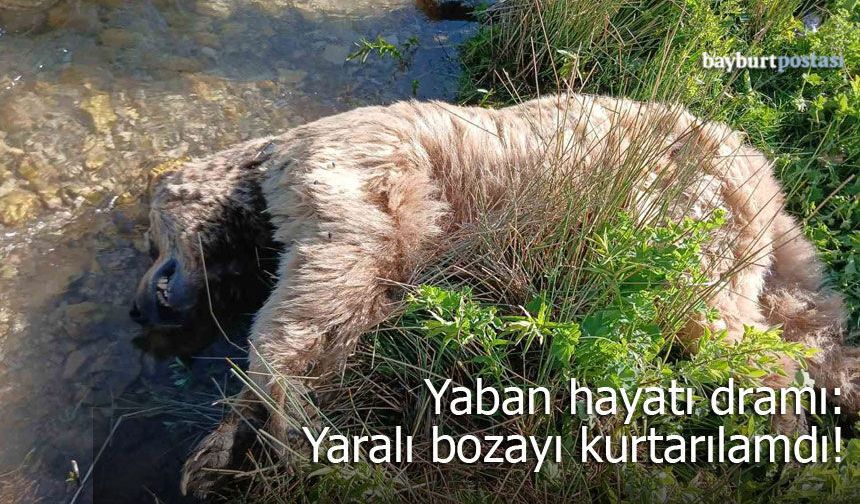 Bayburt’ta Yaban Hayatı Dramı: Yaralı Bozayı Kurtarılamadı!
