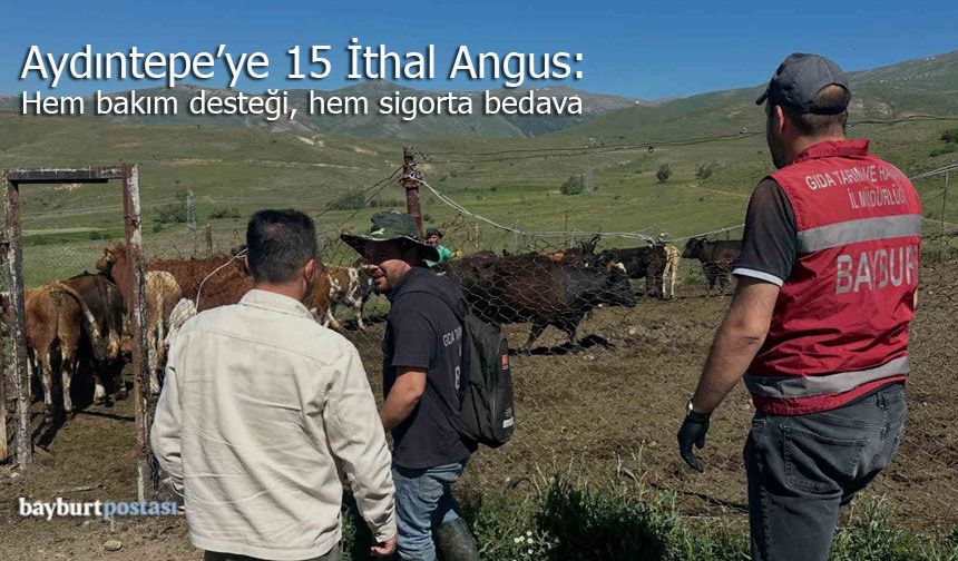 Aydıntepe'ye 15 İthal Angus: Hem bakım desteği hem sigorta bedava