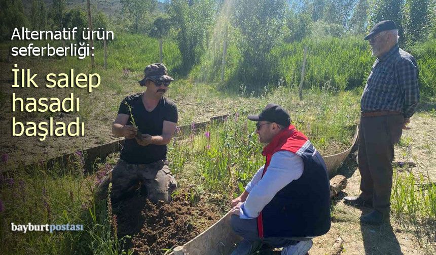 Bayburt’ta Alternatif Ürün Seferberliği: İlk Salep Hasadı Başladı