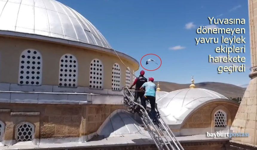 Arpalı'da Leylek alarmı: Yuvasına dönemeyen yavru ekipleri harekete geçirdi