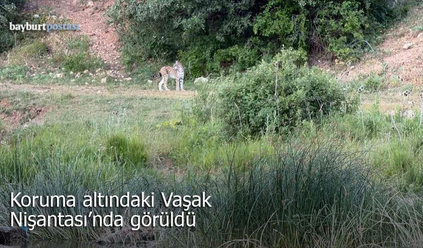 Koruma altındaki Vaşak bu kez Nişantaşı'nda görüldü