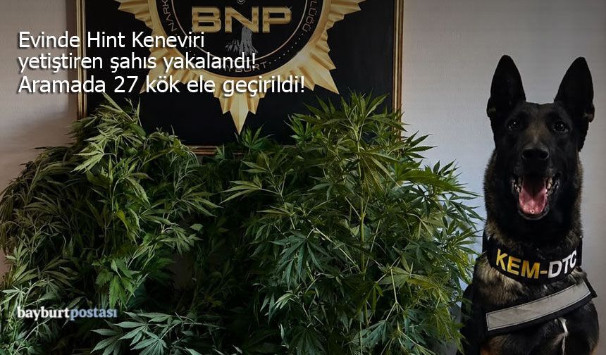 Bayburt'ta 27 Kök Kenevir Ele Geçirildi!