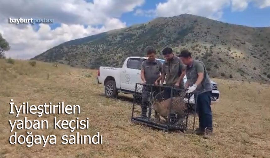 Bayburt’ta iyileştirilen yaban keçisi doğaya salındı