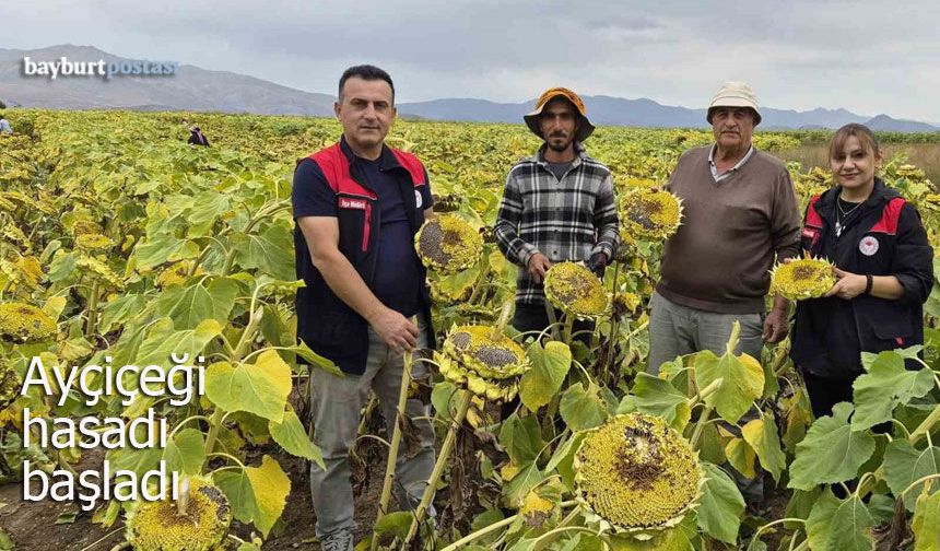 Aşağıkırzı köyünde ayçiçeği hasadı başladı