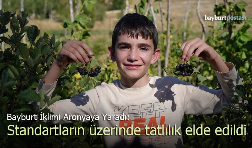 Bayburt İklimi Aronyaya Yaradı: Standartların Üzerinde Tatlılık Elde Edildi