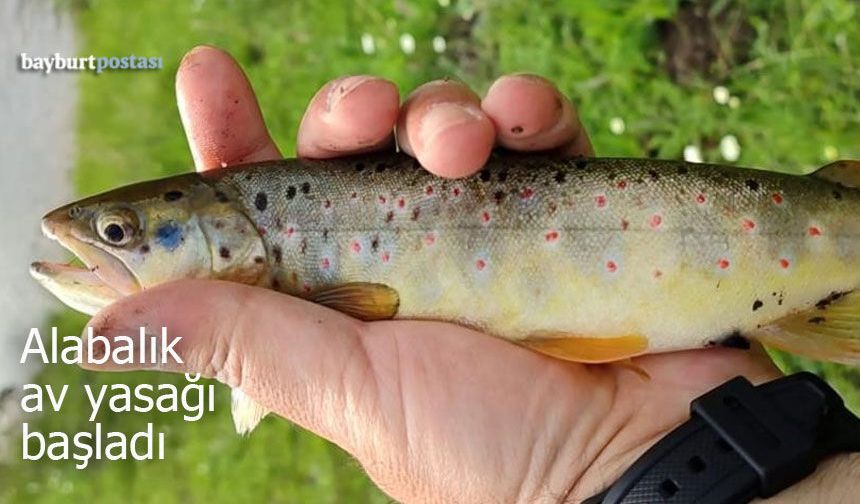 Bayburt’ta alabalık av yasağı başladı