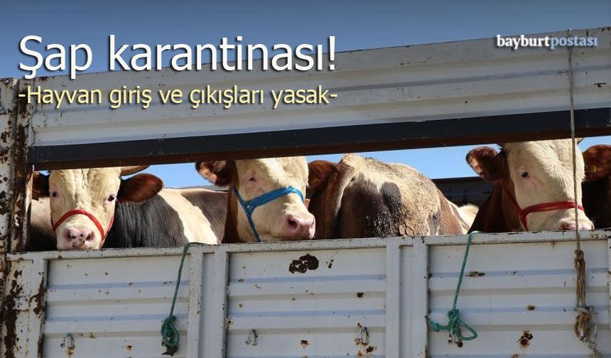 Bayburt’ta Şap Karantinası!