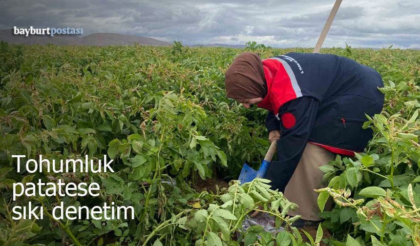 Bayburt’ta tohumluk patatese sıkı denetim
