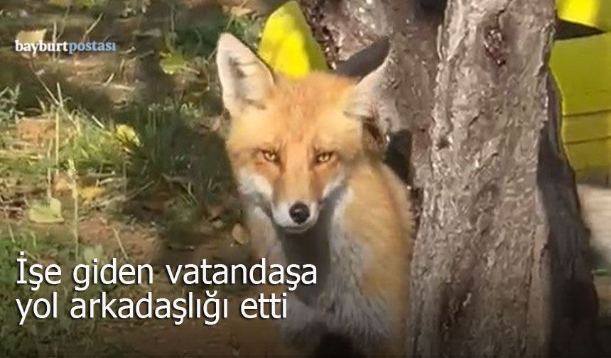 Bayburt’ta işe giden vatandaşın yol arkadaşı oldu