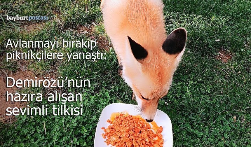Avlanmayı bırakıp piknikçilere yanaştı: Demirözü'nün hazıra alışan tilkisi